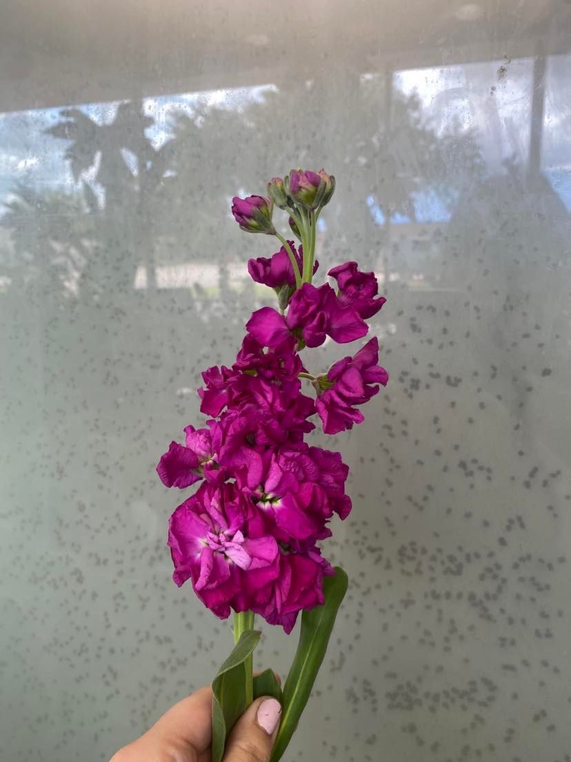 Fuchsia Stock